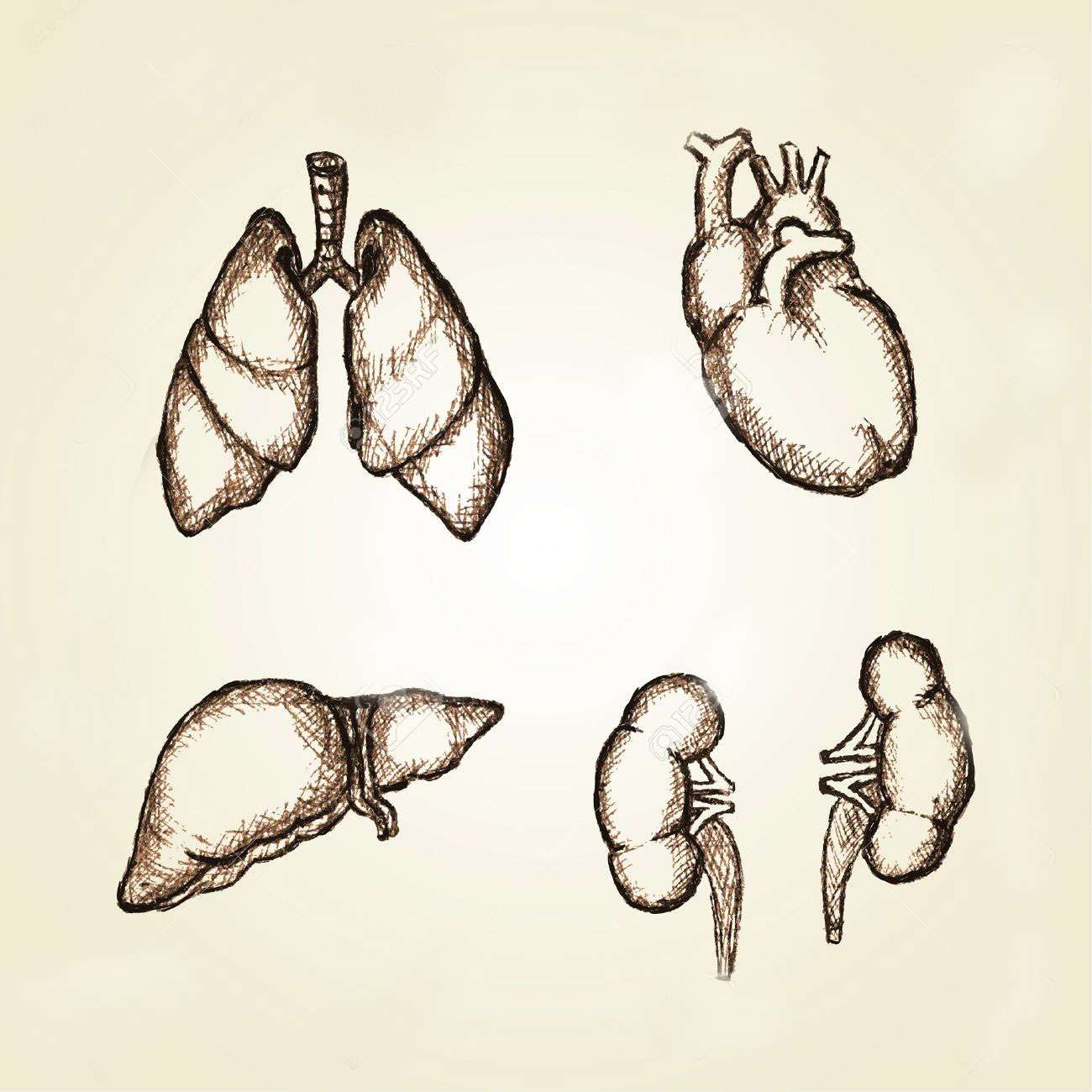 Рисунки органов человека карандашом